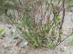 Corispermum hyssopifolium