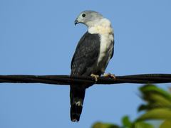 Gray-Headed Kite photo 4