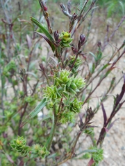 Corispermum hyssopifolium
