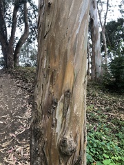 Eucalyptus deglupta