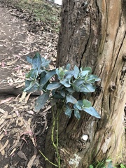 Eucalyptus deglupta