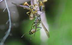 Mischocyttarus mexicanus