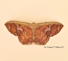 Zythos avellanea