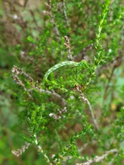 Eupithecia nanata