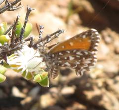 Trimenia macmasteri macmasteri