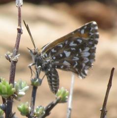 Trimenia macmasteri macmasteri