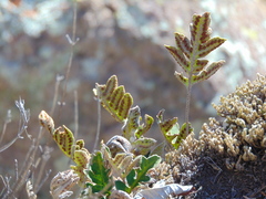 Pleopeltis thyssanolepis
