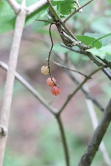 Ribes mandshuricum