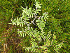 Gleichenia alpina