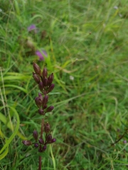 Gentianella amarella