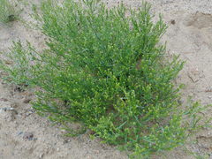 Corispermum hyssopifolium