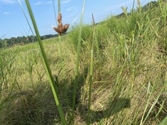 Bolboschoenus robustus