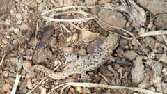 Pachydactylus punctatus