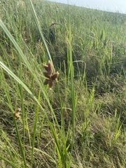 Bolboschoenus robustus