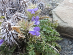 Acanthopsis hoffmannseggiana