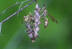 Mischocyttarus mexicanus