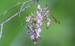 Mischocyttarus mexicanus