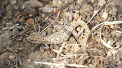 Pachydactylus punctatus