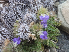 Acanthopsis hoffmannseggiana