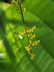 Dioscorea hamiltonii