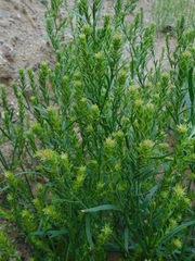 Corispermum hyssopifolium