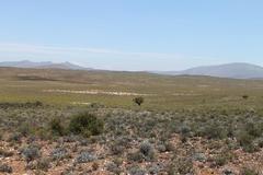 Melolobium lampolobum