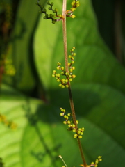 Dioscorea hamiltonii