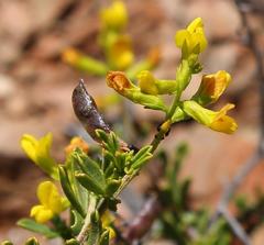Melolobium lampolobum