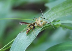 Poecilopompilus mixtus