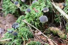 Hydropus atramentosus