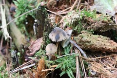 Hydropus atramentosus