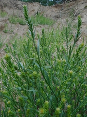 Corispermum hyssopifolium