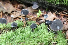 Hydropus atramentosus