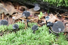 Hydropus atramentosus