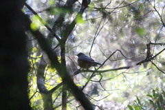 Turdus olivaceus pondoensis