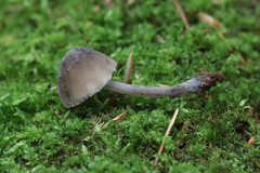 Hydropus atramentosus