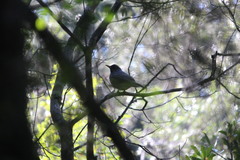 Turdus olivaceus pondoensis