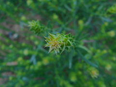 Corispermum hyssopifolium