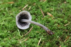 Hydropus atramentosus