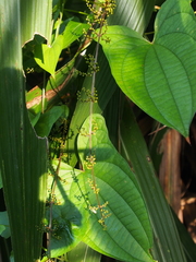 Dioscorea hamiltonii