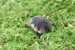 Hydropus atramentosus