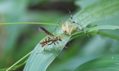 Poecilopompilus mixtus