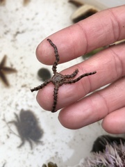 Ophiactoidea