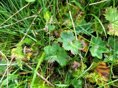 Alchemilla glaucescens