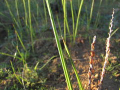 Micranthus cruciatus