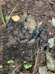 Nyctereutes procyonoides