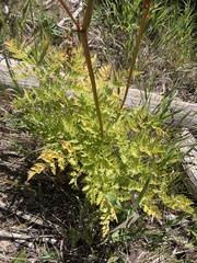 Ligusticum porteri