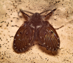 Clogmia albipunctata