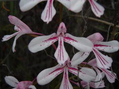 Disa gladioliflora gladioliflora