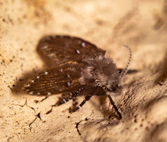 Clogmia albipunctata